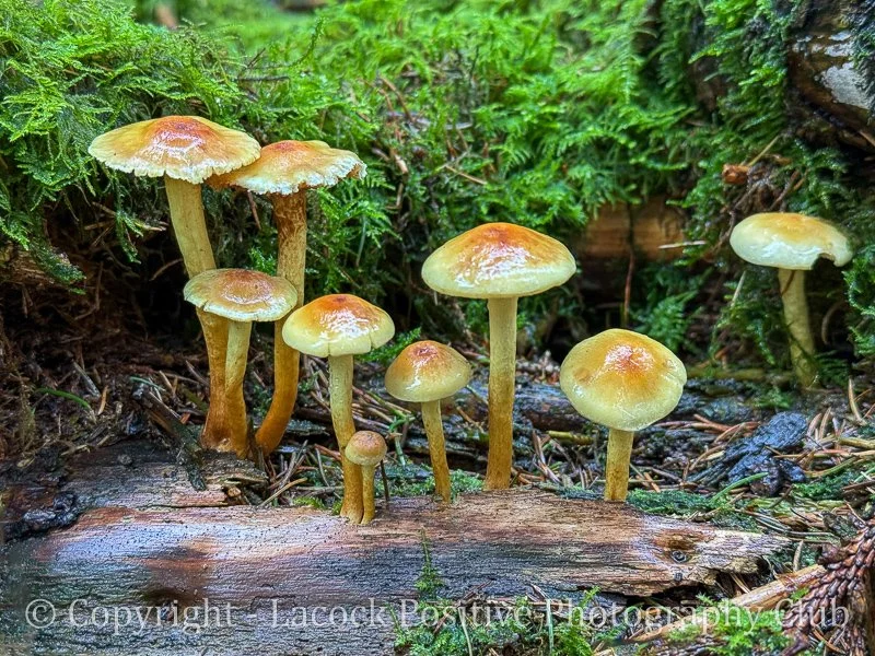 Ann H - Savernake.jpg