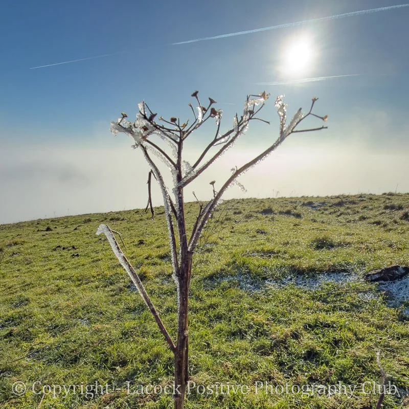 Knapp Hill David S.jpg