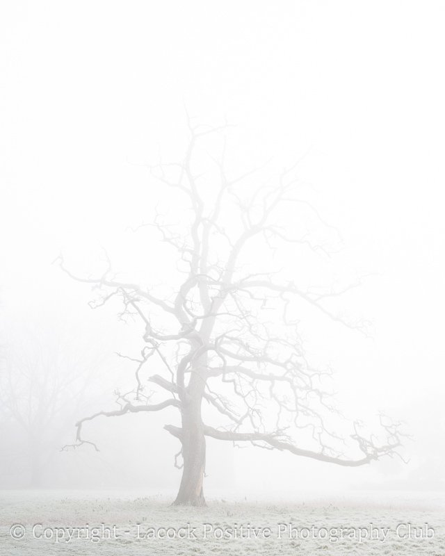 Danny - Stranger Things Tree.jpg