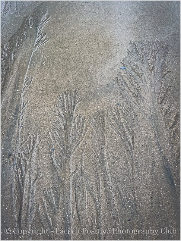 SueP_October_Beach Trees.jpg