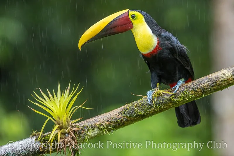 Tony Bamford - Toucan.jpg