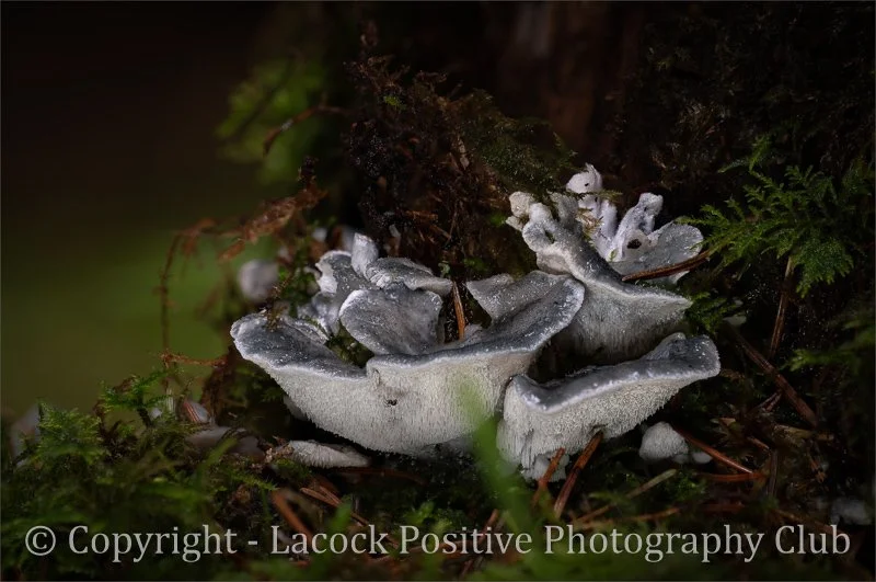 Craig P - Deep in the Forest.jpg