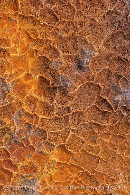 Tony Bamford - Alien Landscape.jpg