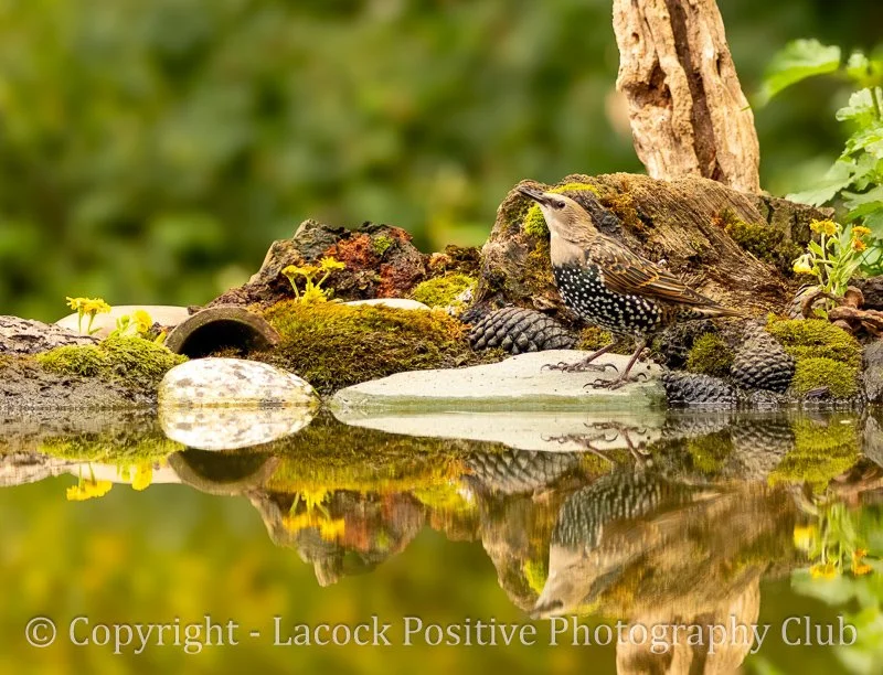 Helen - R for reflection.jpg