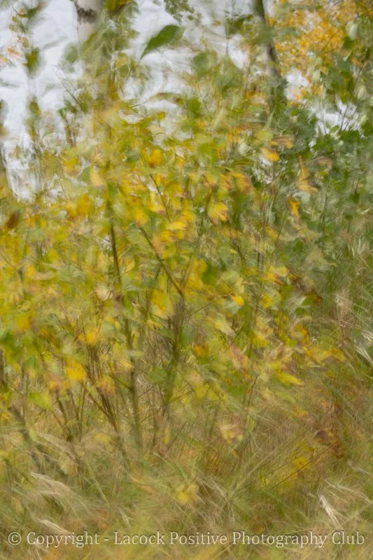 Moved by the wind_Julia.jpg