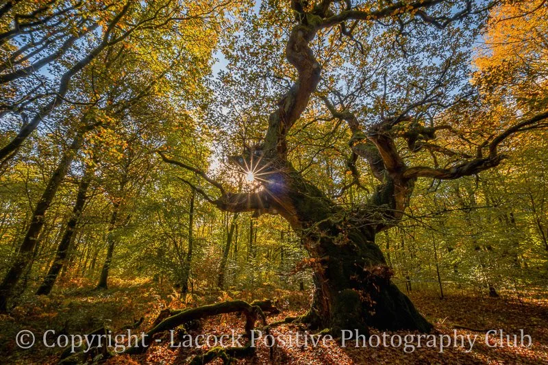 Craig P - Autumn Sunrise at Blundell Oak.jpg