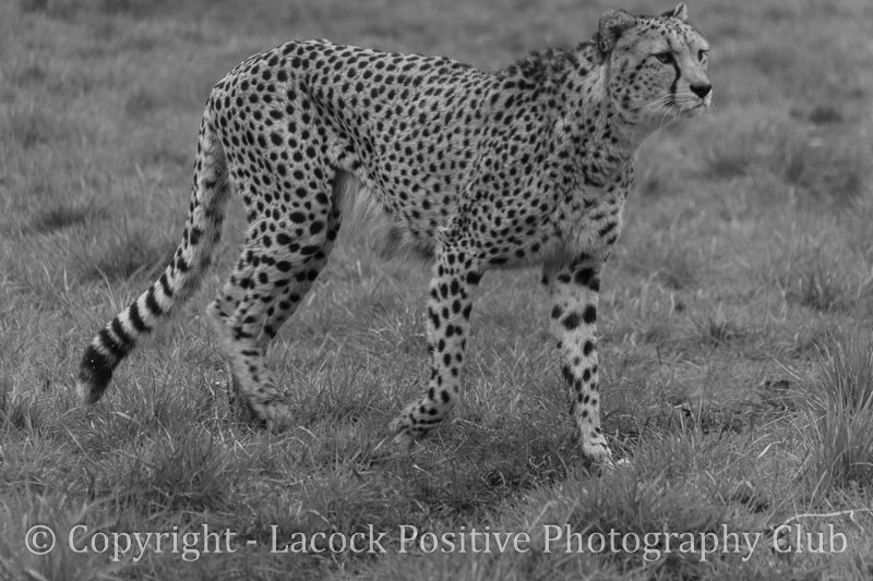 Rose wild life(1).jpg