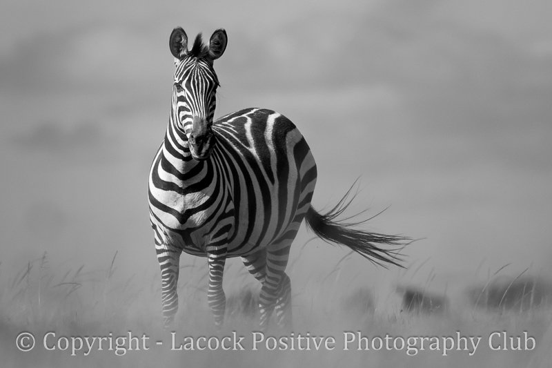Julia Zebra in Masai Mara_Julia.jpg
