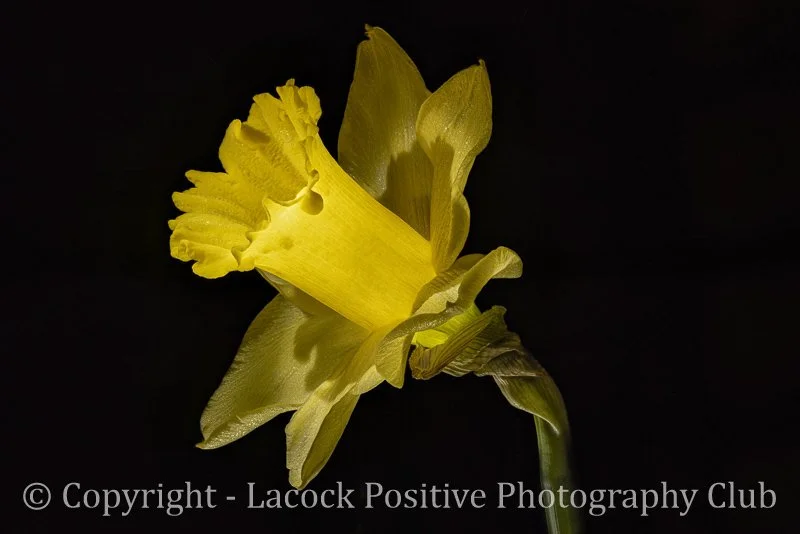 Tony Bamford - January.jpg