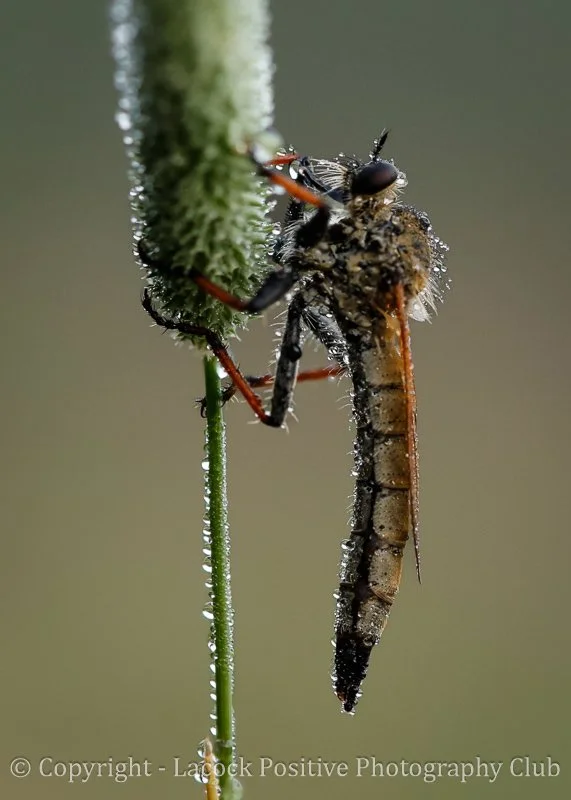 Julia _ Macro Robber fly.jpg