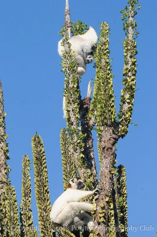Jeremy-Sifika in Spiney Forest.jpg