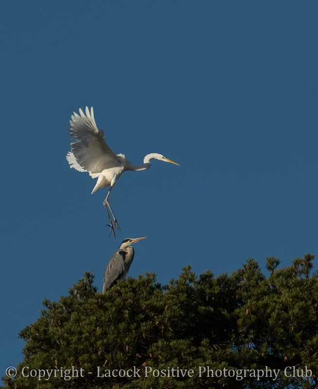 Craig P - Heads-Up!_.jpg