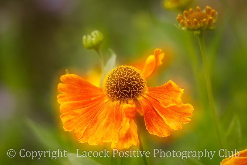 Julia - Helenium.jpg