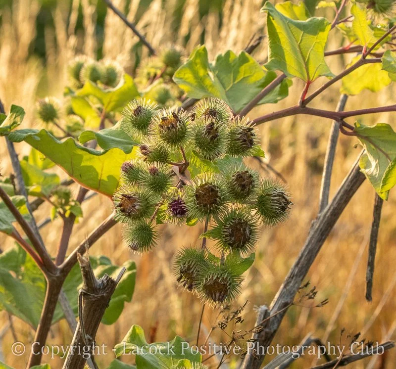 Ann - Hungerford 3.jpg