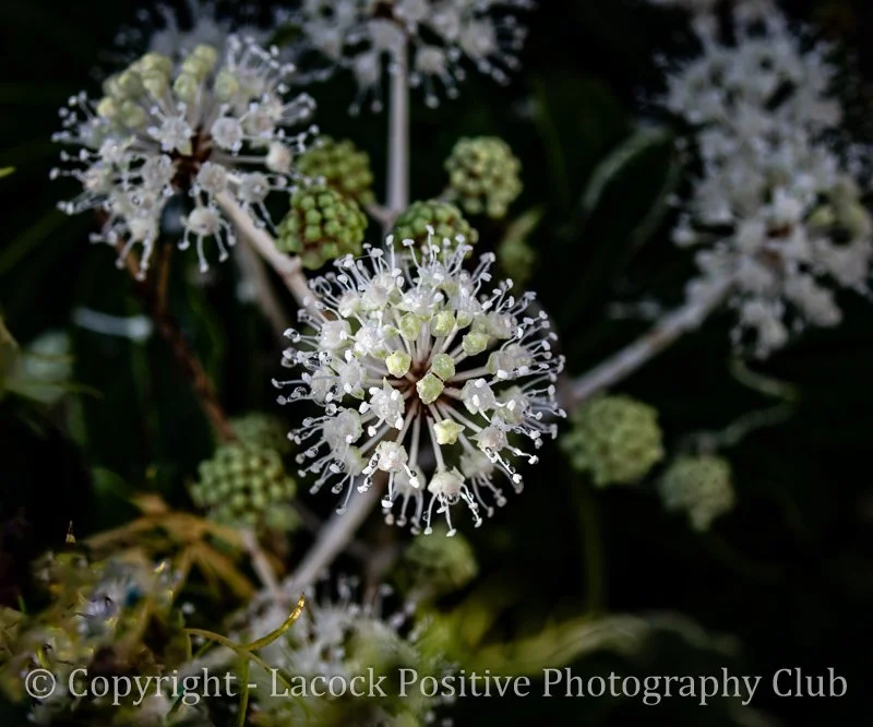 Ann - November flower.  Fatsia Japonica_.jpg