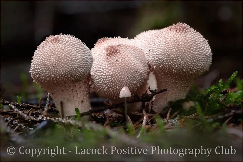 Craig P - Sav - Common Puffball.jpg