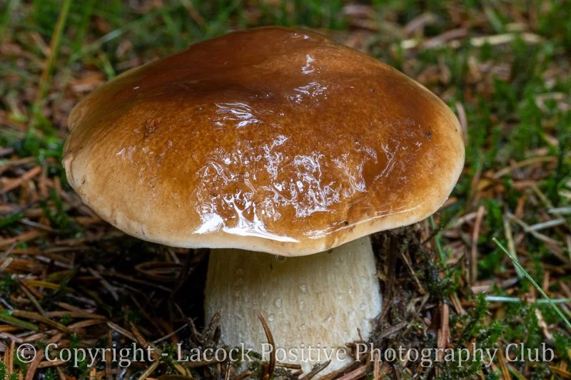 Lesley-Savernake3-Penny Bun.jpg