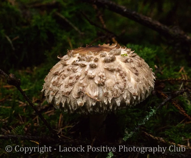 Caroline_Fungi 5.jpg