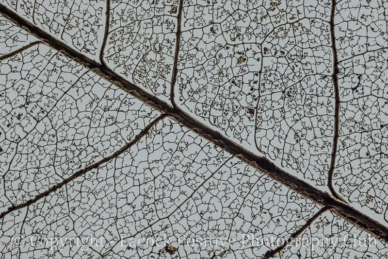 Tony Bamford - Leaf Skeleton.jpg