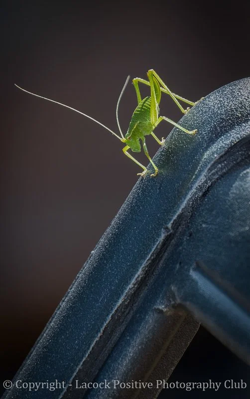 Craig - Speckled Bush  Cricket.jpg