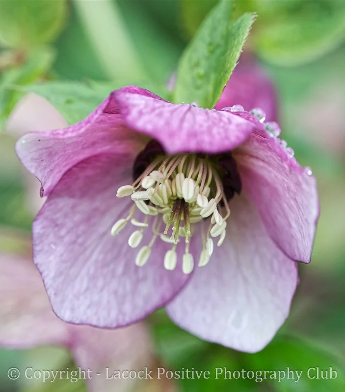 Caroline_in the rain.jpg