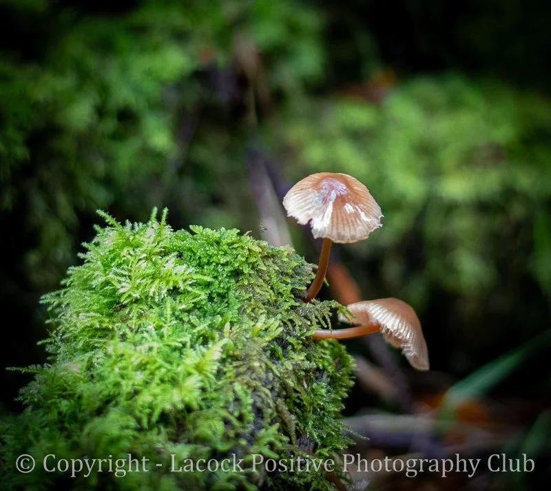 Ann H - Savernake_.jpg