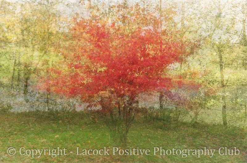 Caroline_Acer Multiple exposure.jpg