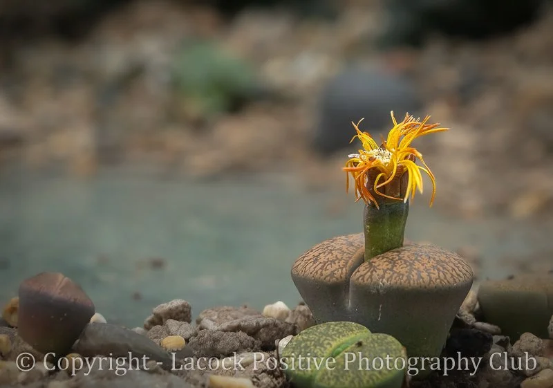 Craig P - Split Rock Plant.jpg