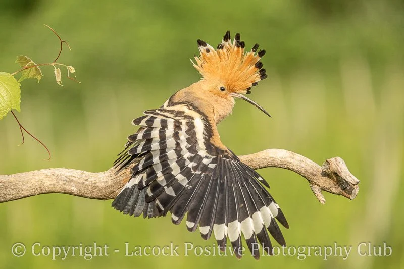 Copy of Copy of PMale_June25.jpg