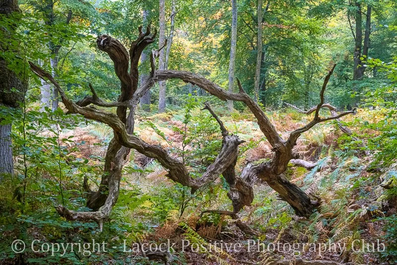 Danny - Ents Dancing.jpg