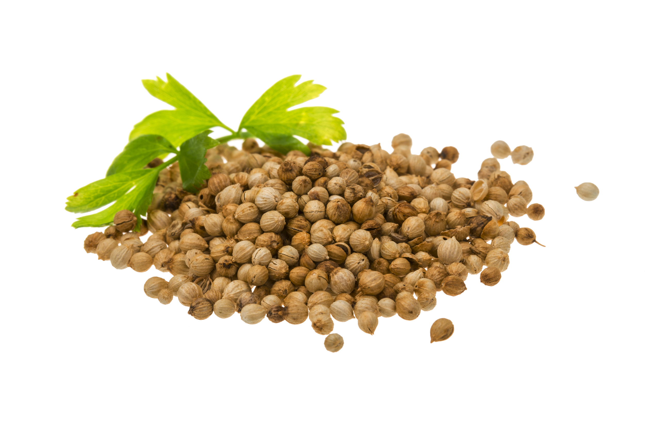 Coriander