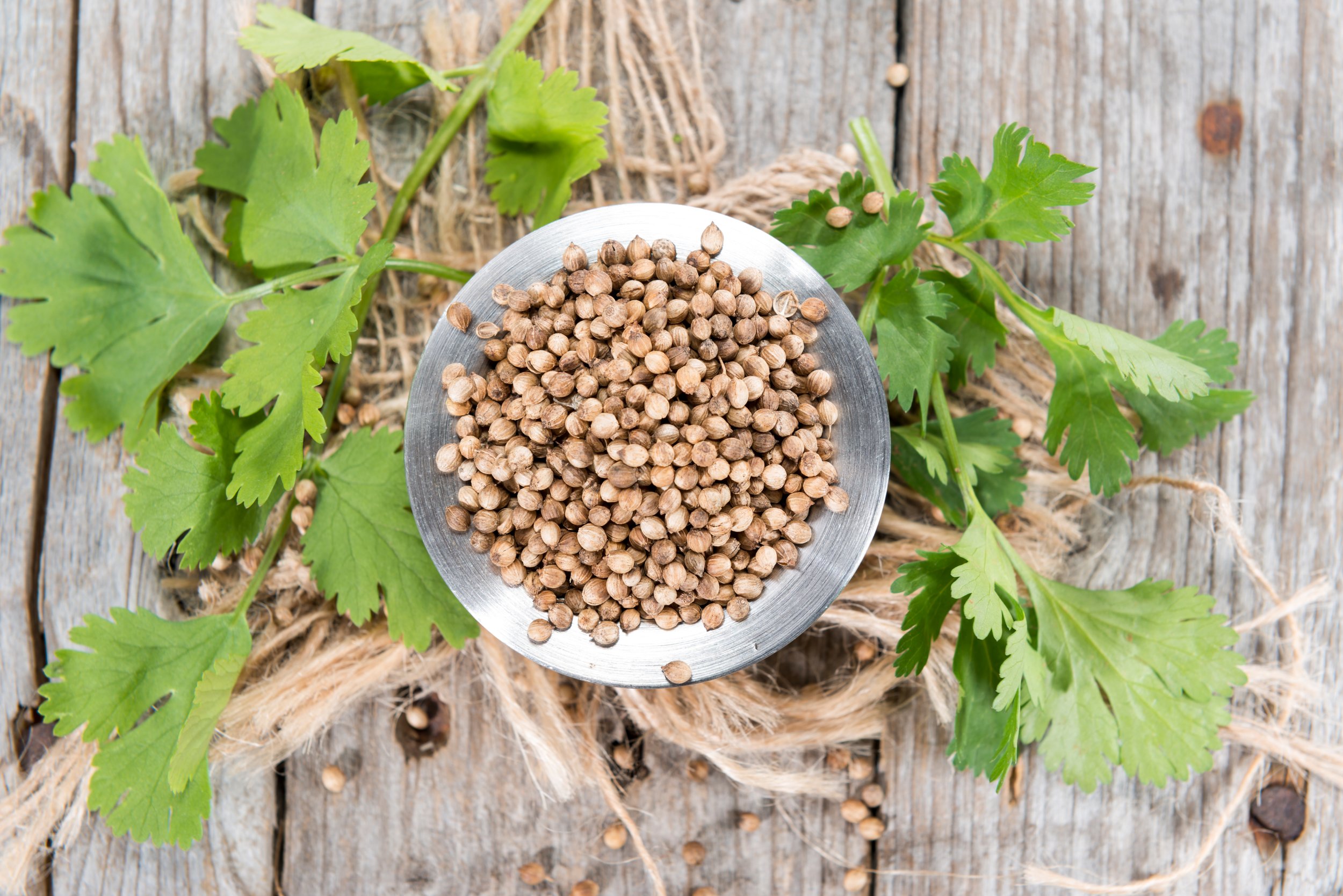 Coriander