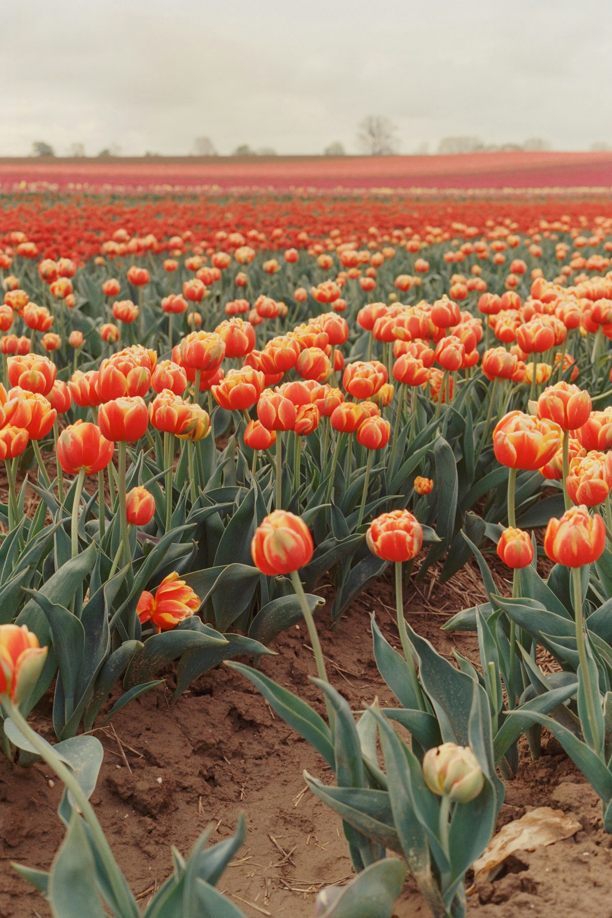 een veld van Orange tulpen met een grijze lucht
