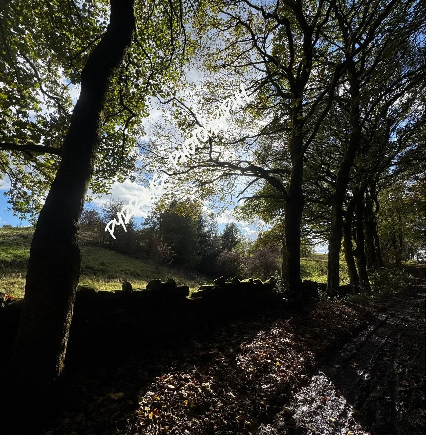 Pyrrhus - Photography | "Field Notes"