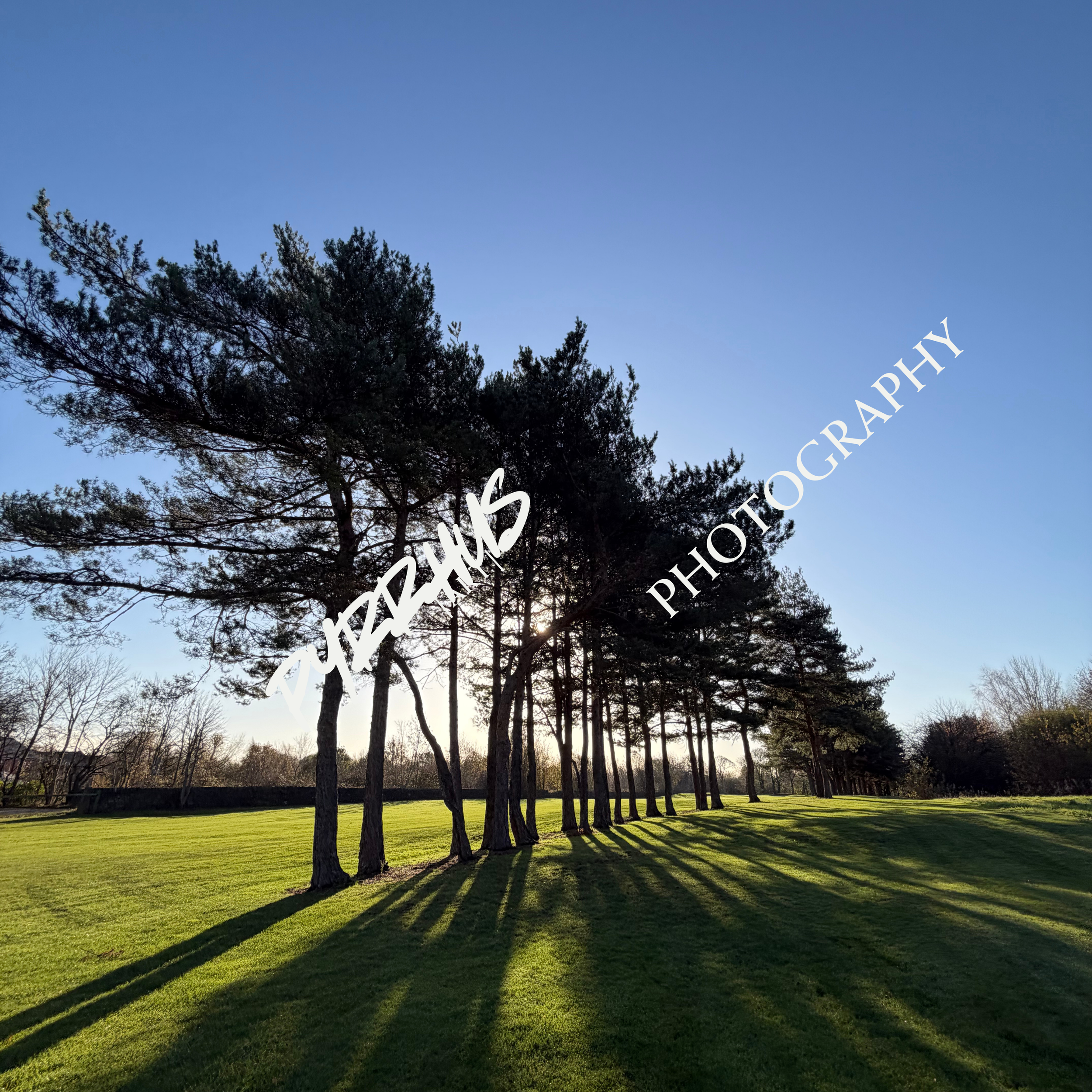 Pyrrhus - Photography | "Field Notes"