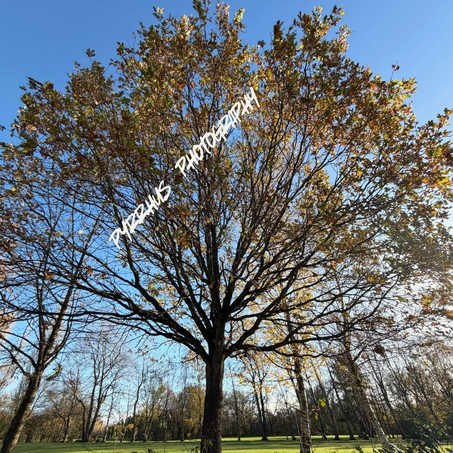 Pyrrhus - Photography | "Field Notes"