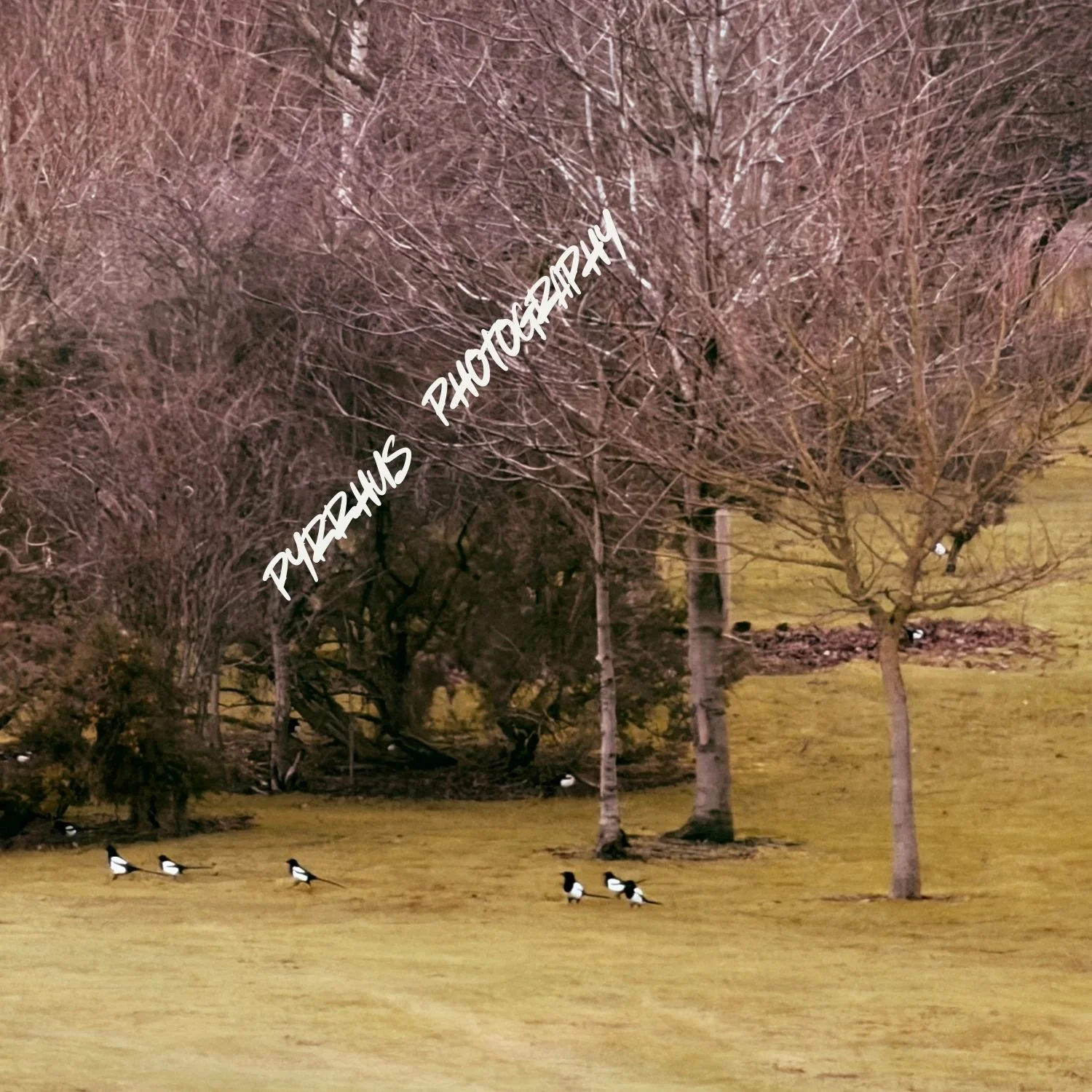 Pyrrhus - Photography | "Field Notes"