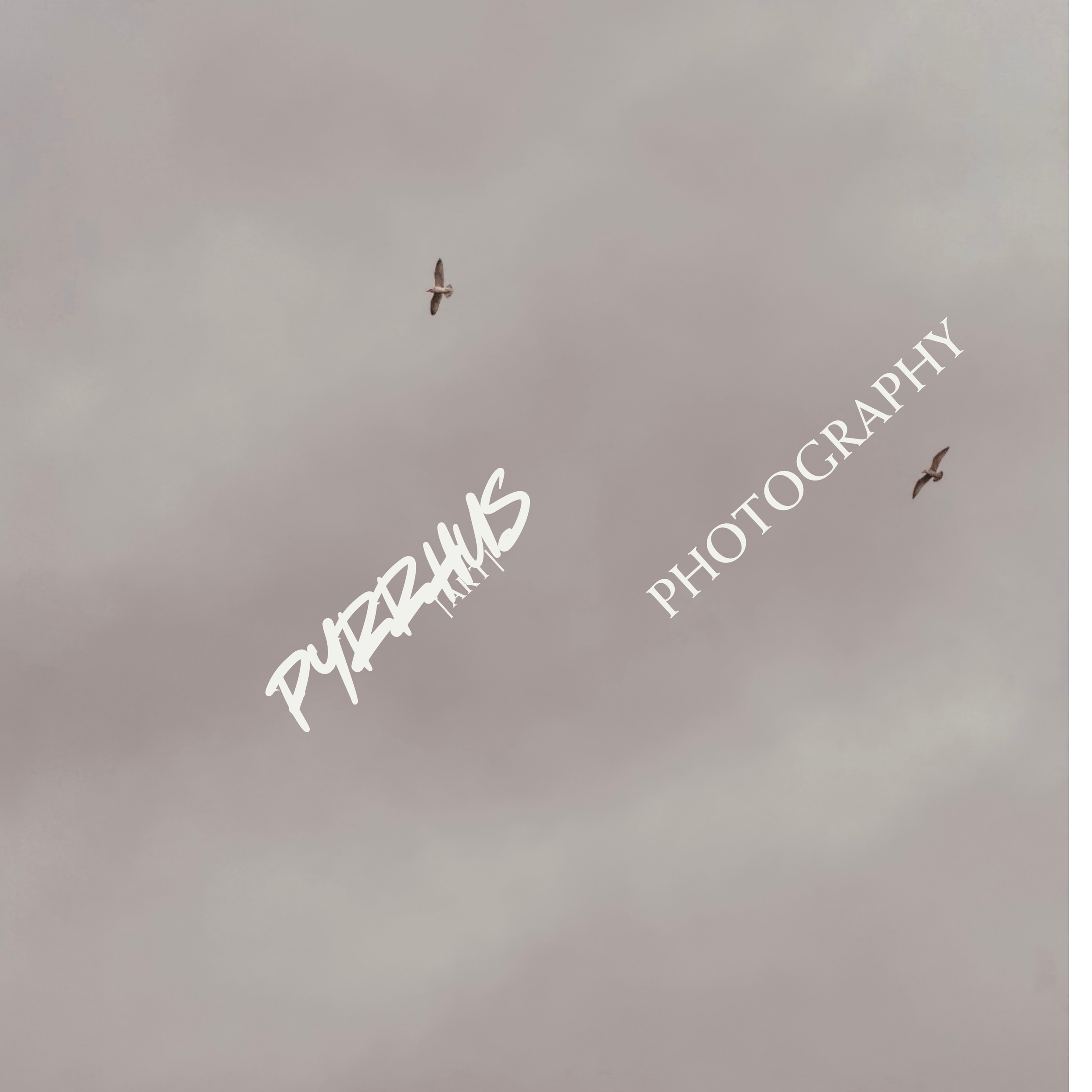 Pyrrhus - Photography | "Field Notes"