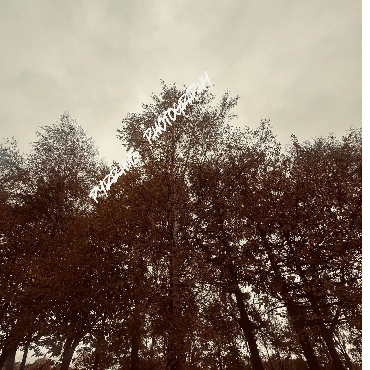 Pyrrhus - Photography | "Field Notes"