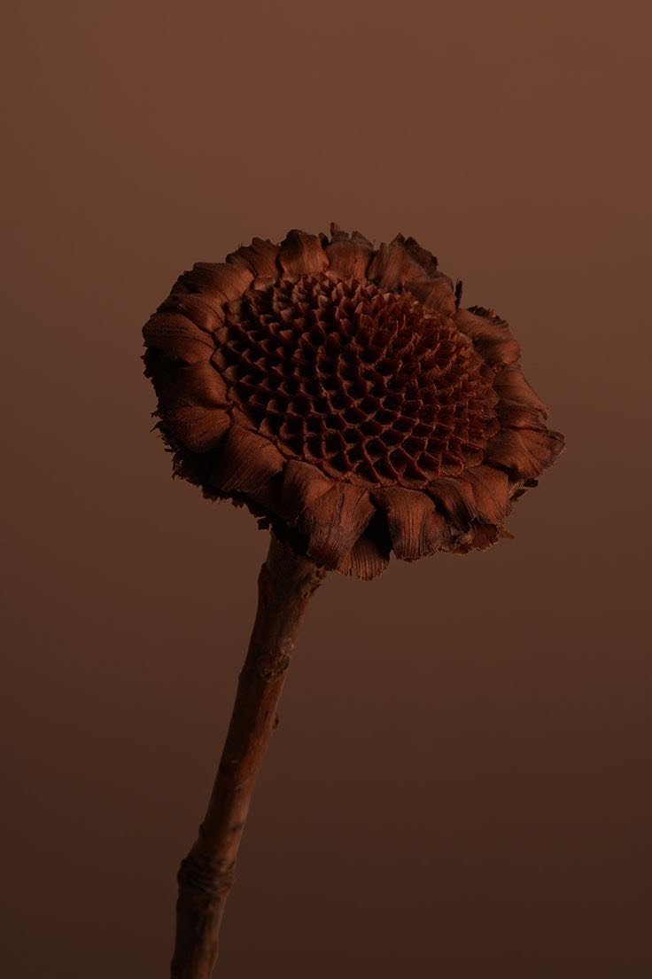 Deep Release 90 Minutes