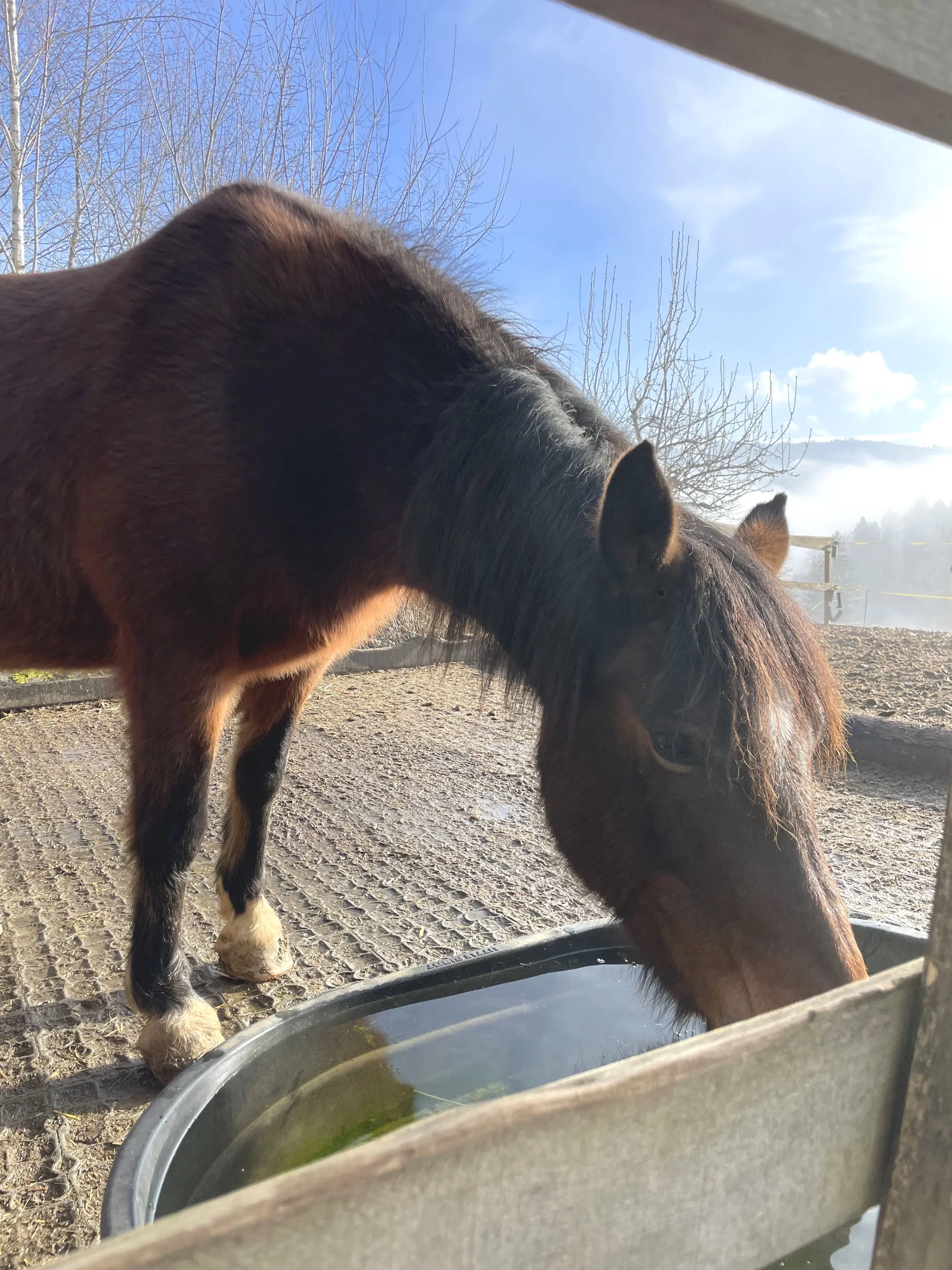 Ein braunes Pferd trinkt Wasser aus einem Wassernapf im Freien an einem sonnigen Tag, mit Bäumen und einem blauen Himmel im Hintergrund.