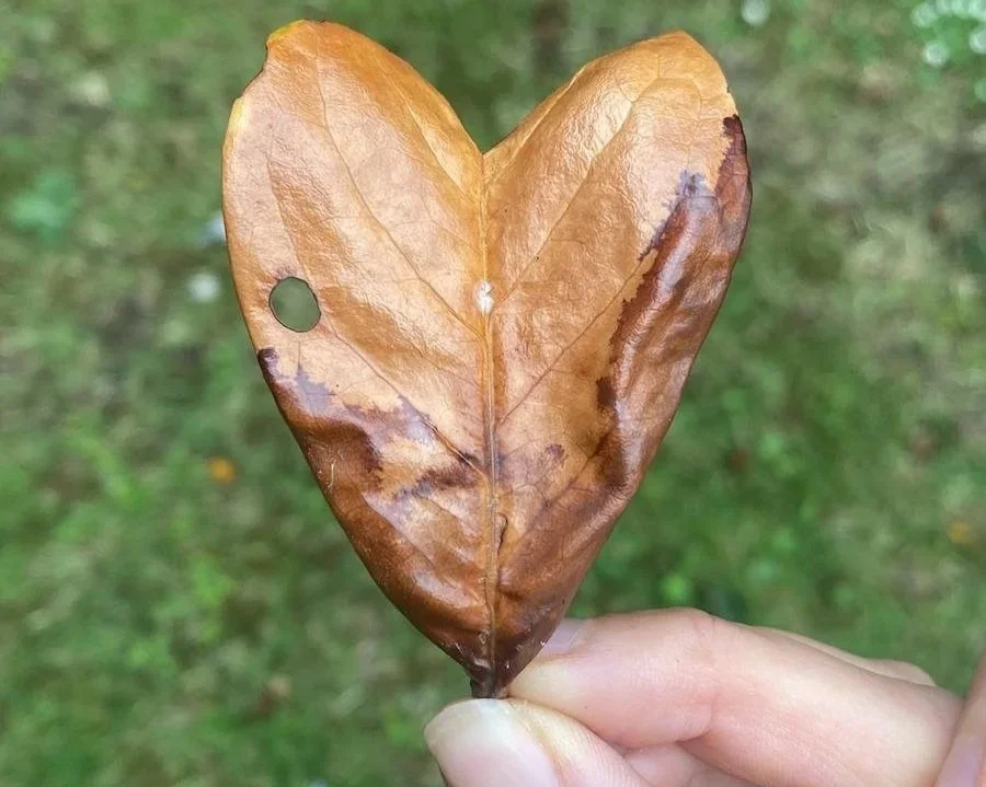 A dried brown leaf shaped like a heart, held between fingers, with a small hole on the left side, against a blurry green background.