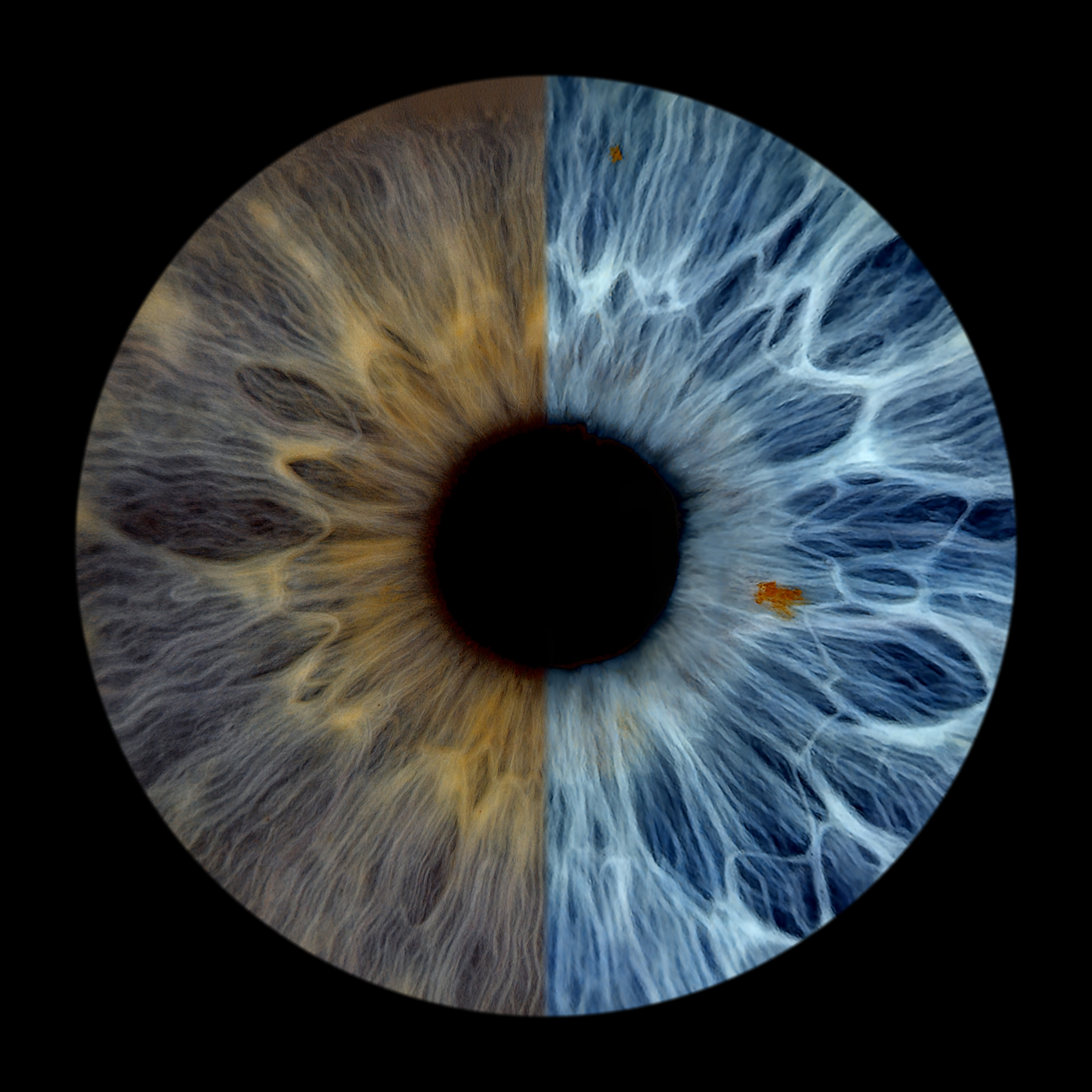 Two halves - Plain Cheryl 05-04-2026.png