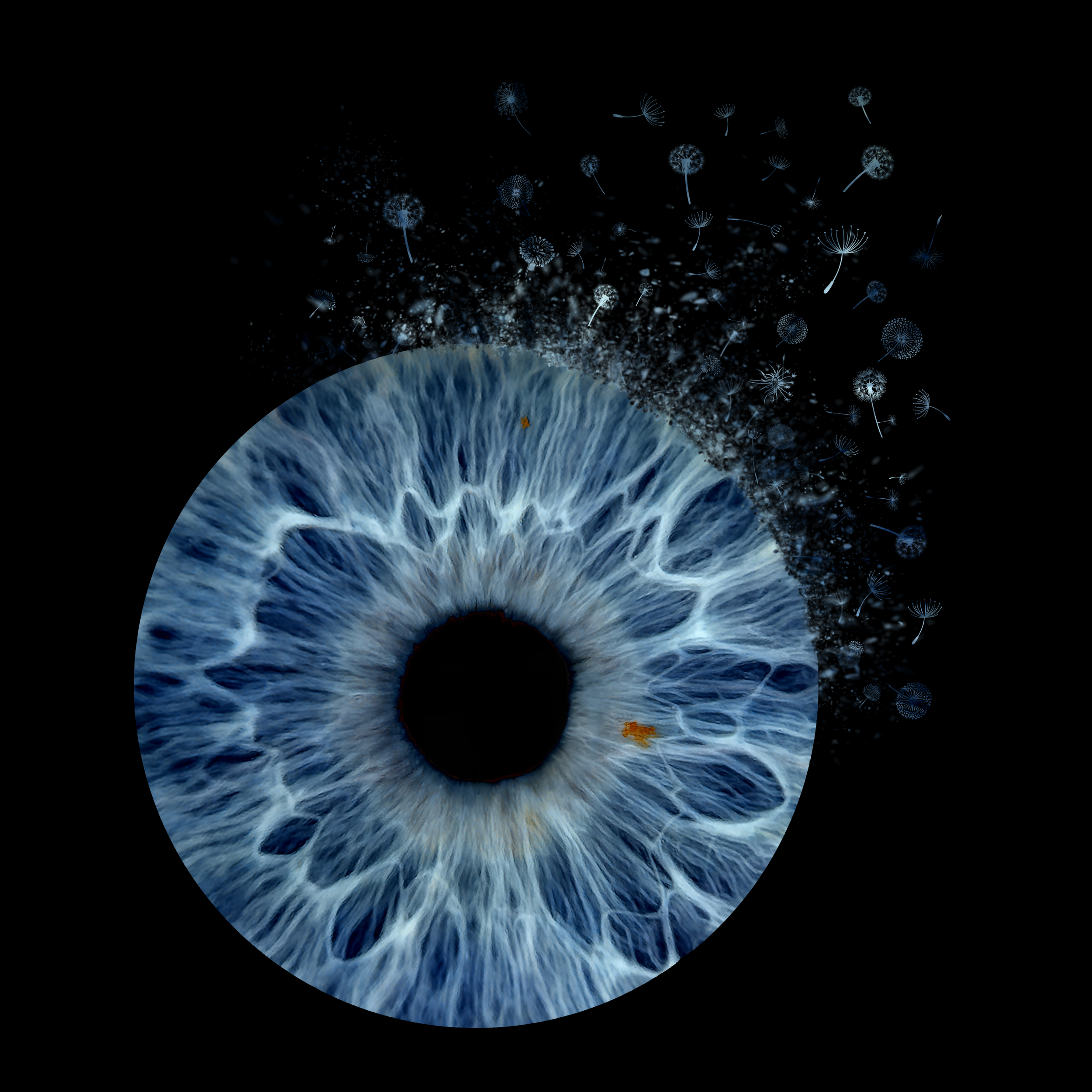 Dandelions Cheryl 05-04-2026.png