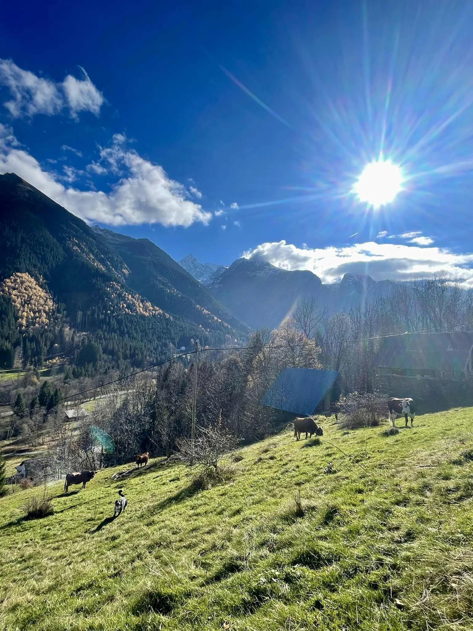 Pâturage enneigé avec des vaches dans un paysage montagneux sous un ciel bleu ensoleillé.