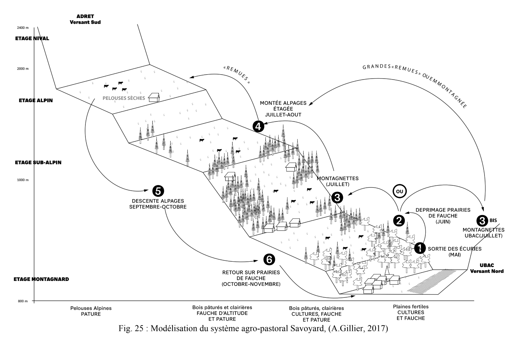 Diagramme de modélisation du système agro-pastoral Savoyard montrant différentes zones et étapes selon l'altitude, de la sortie des écuries en mai jusqu'au retour sur les prairies de fauche en novembre, avec des descriptions de paysages, cultures et pratiques agricoles à chaque étape.