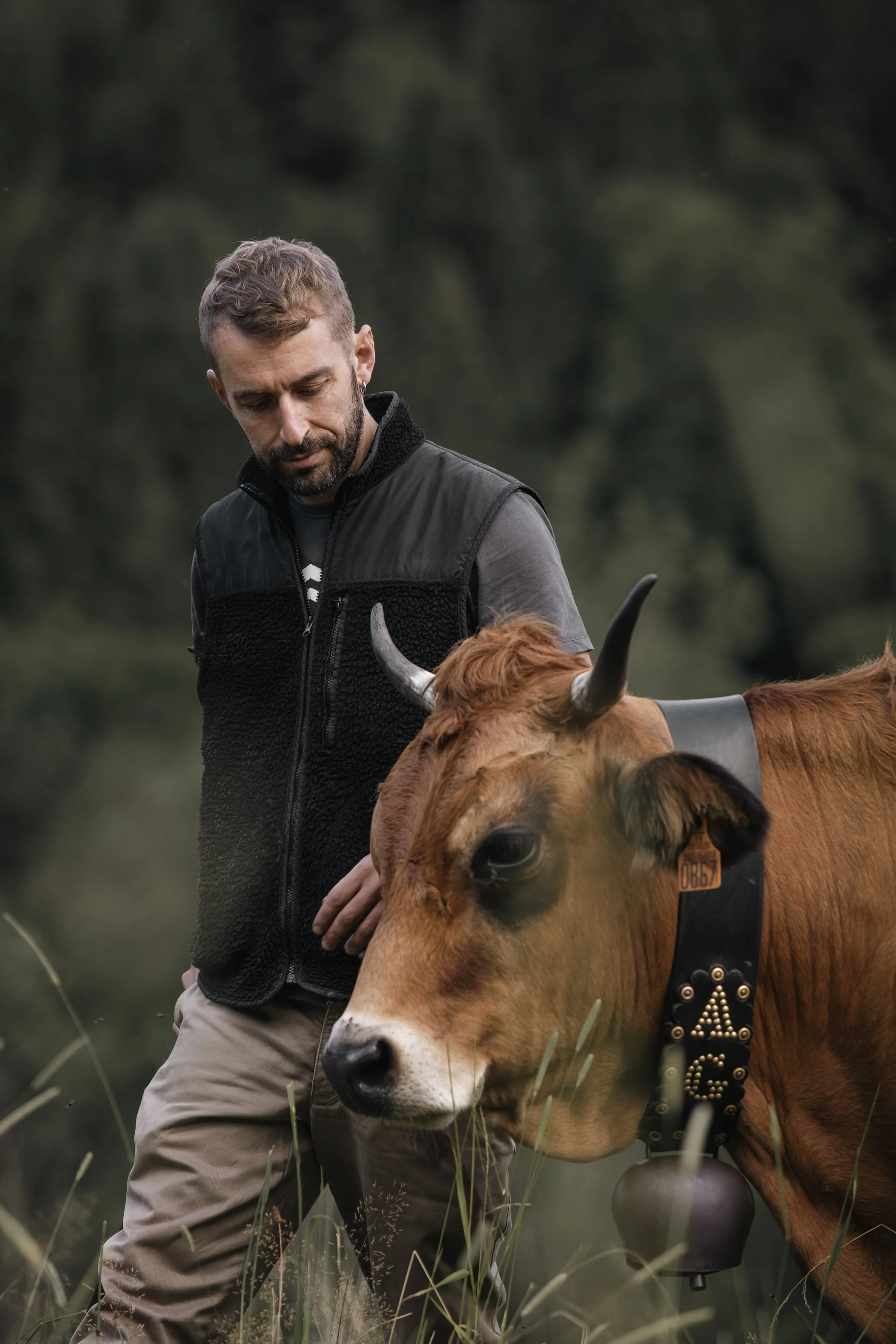 Un homme avec une barbe et une veste noire observe une vache brune avec des cornes dans un champ verdoyant.