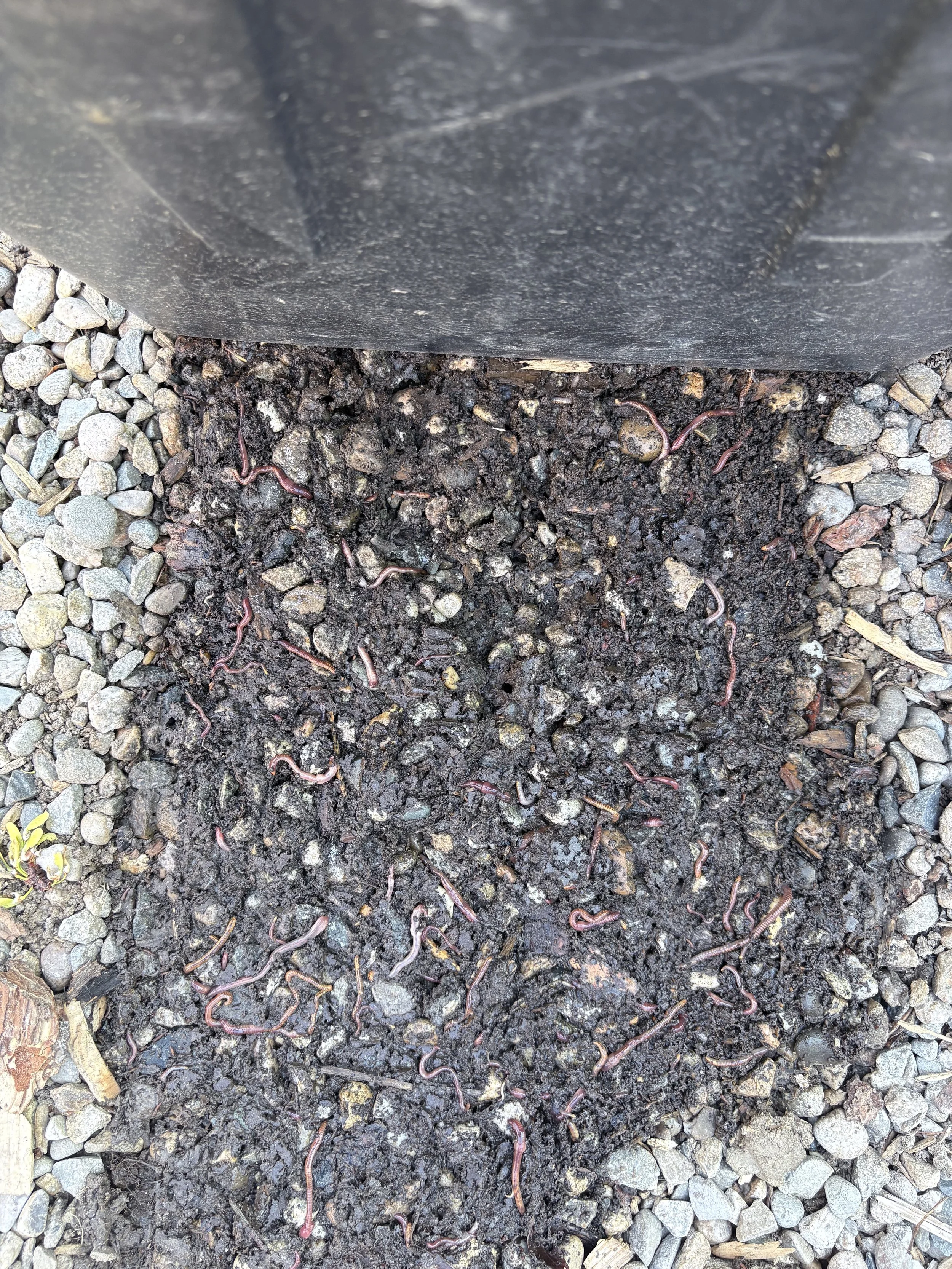 WHAT IS A WORM FARM?
