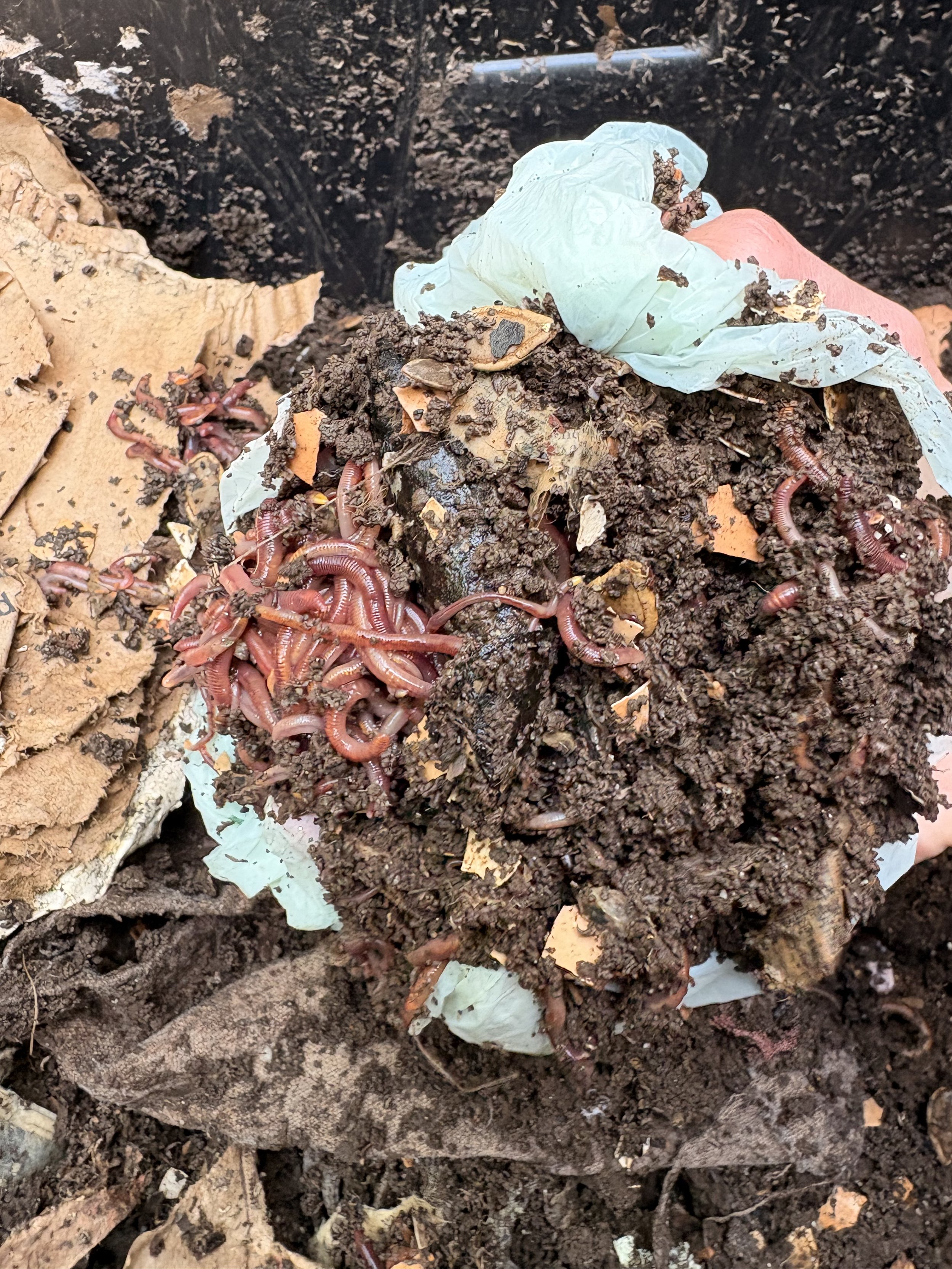 EISENIA FETIDA COMPOSTING WORMS + VERMICOMPOST | 1 LB