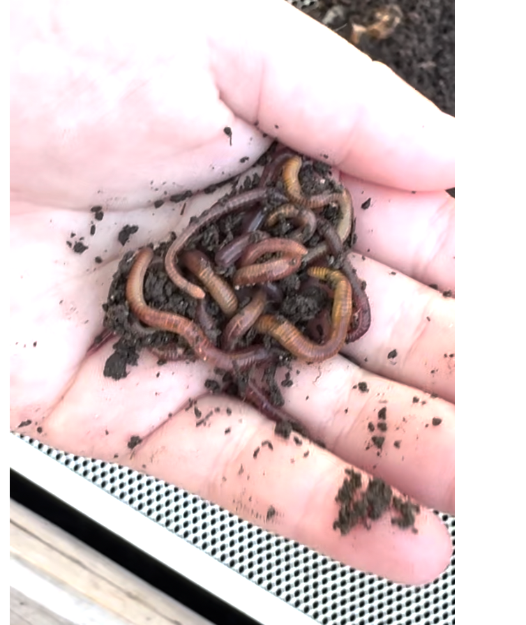 red wiggler worms that we compost with.png